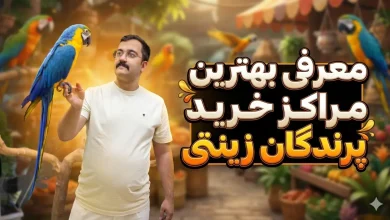 معرفی بهترین مراکز خرید طوطی و پرندگان زینتی